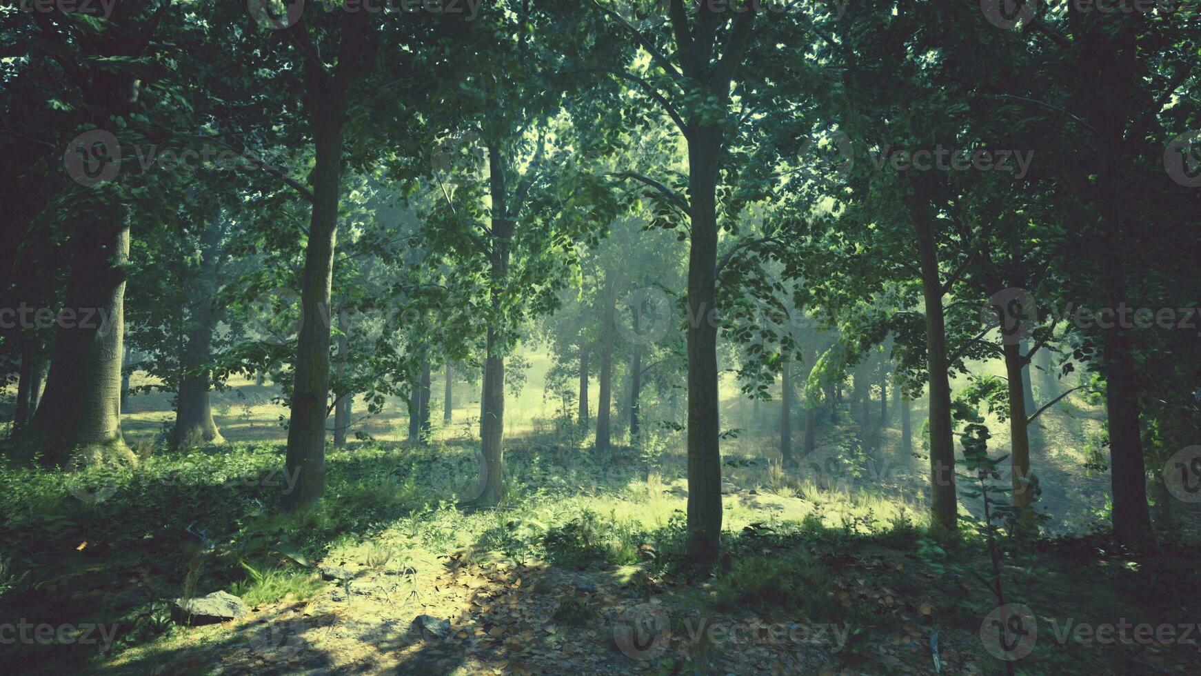 une luxuriant et vibrant forêt avec une dense canopée de des arbres et luxuriant vert herbe photo