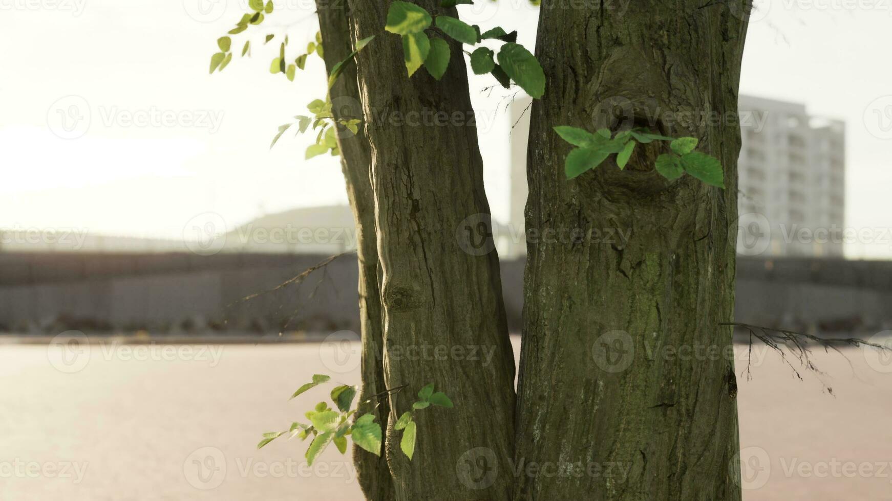 gros arbre feuillage dans Matin lumière avec lumière du soleil photo