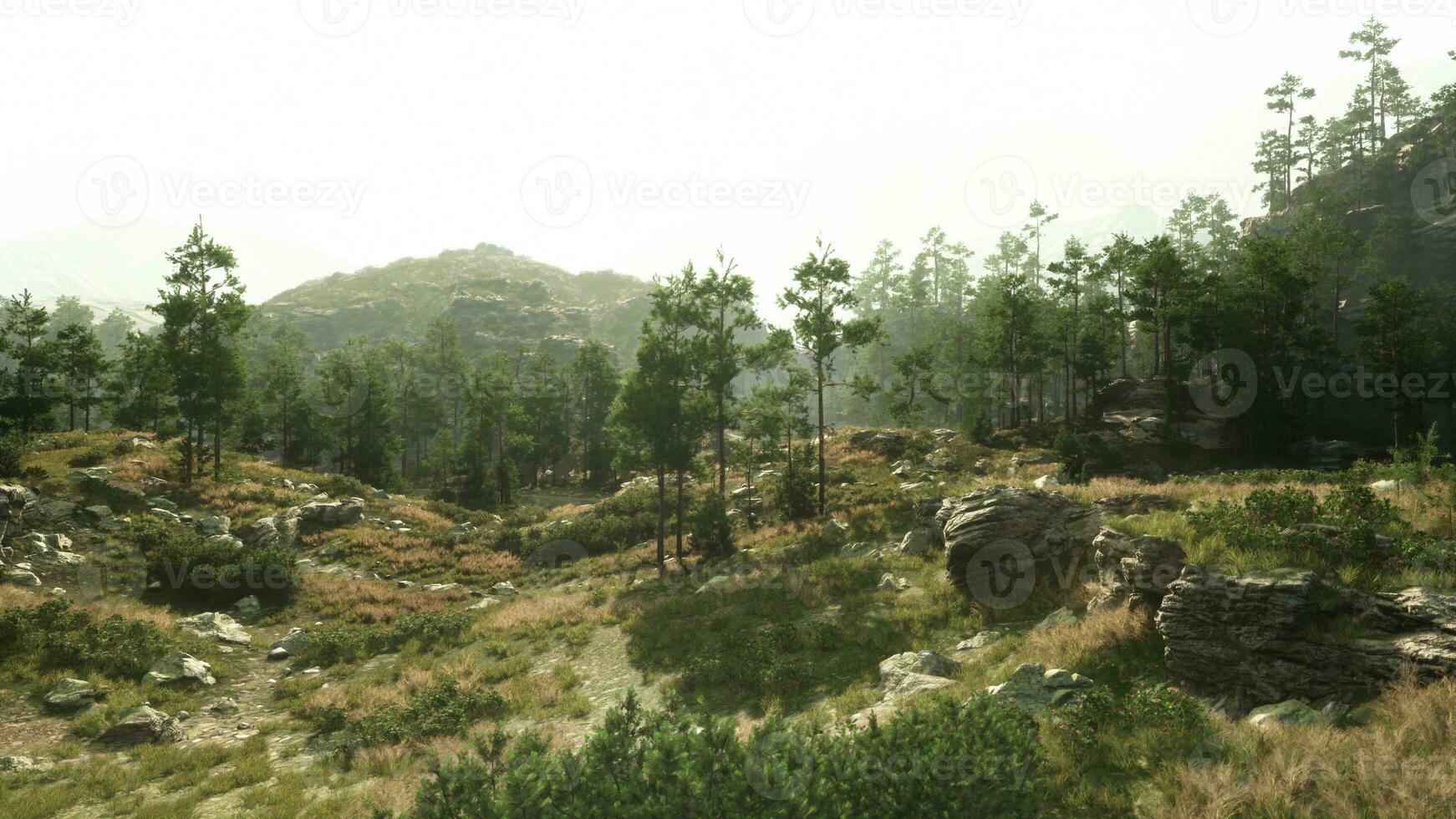 une serein paysage avec des arbres et rochers dans une herbeux zone photo