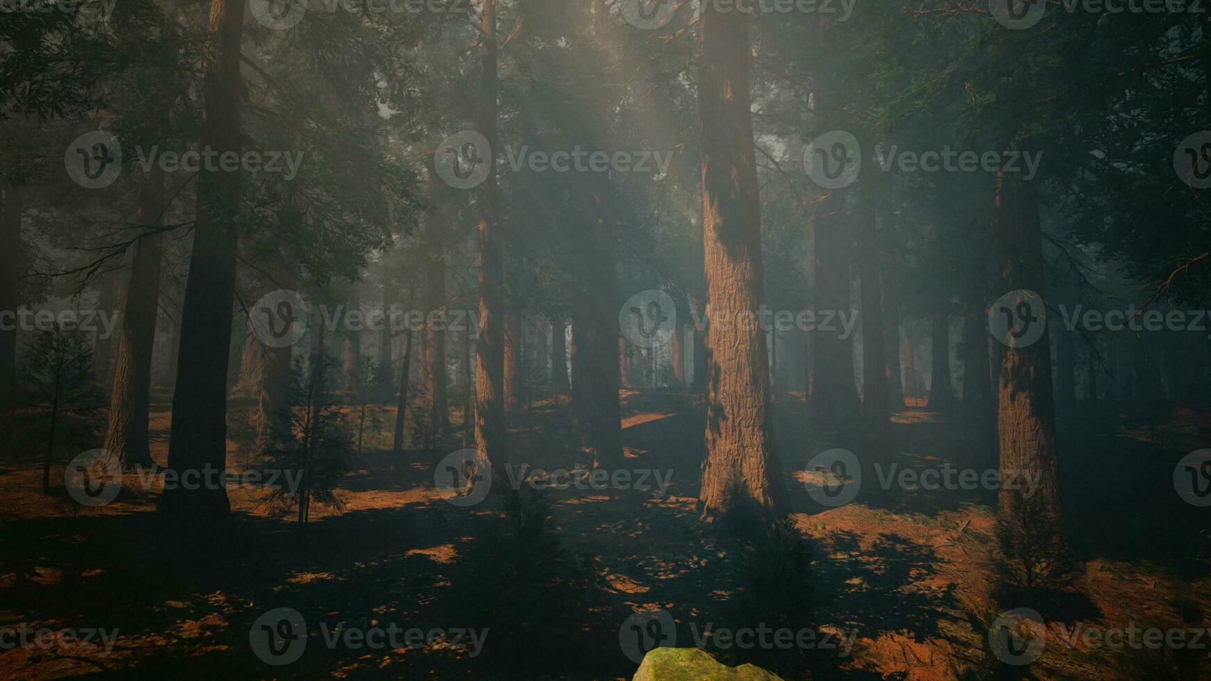 une brumeux forêt avec une tente dans le centre photo