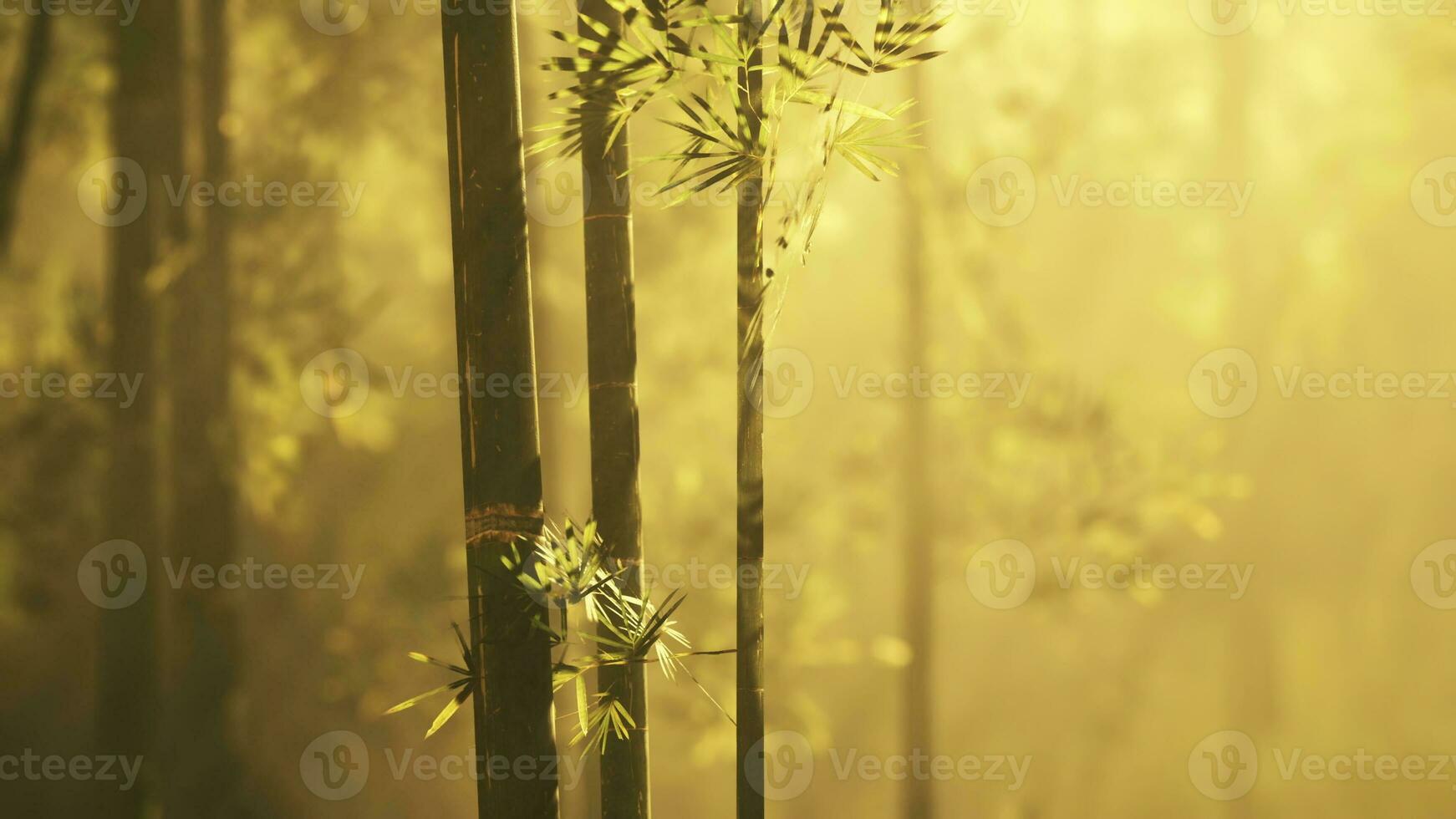 paysage de bambou arbre dans tropical forêt tropicale photo