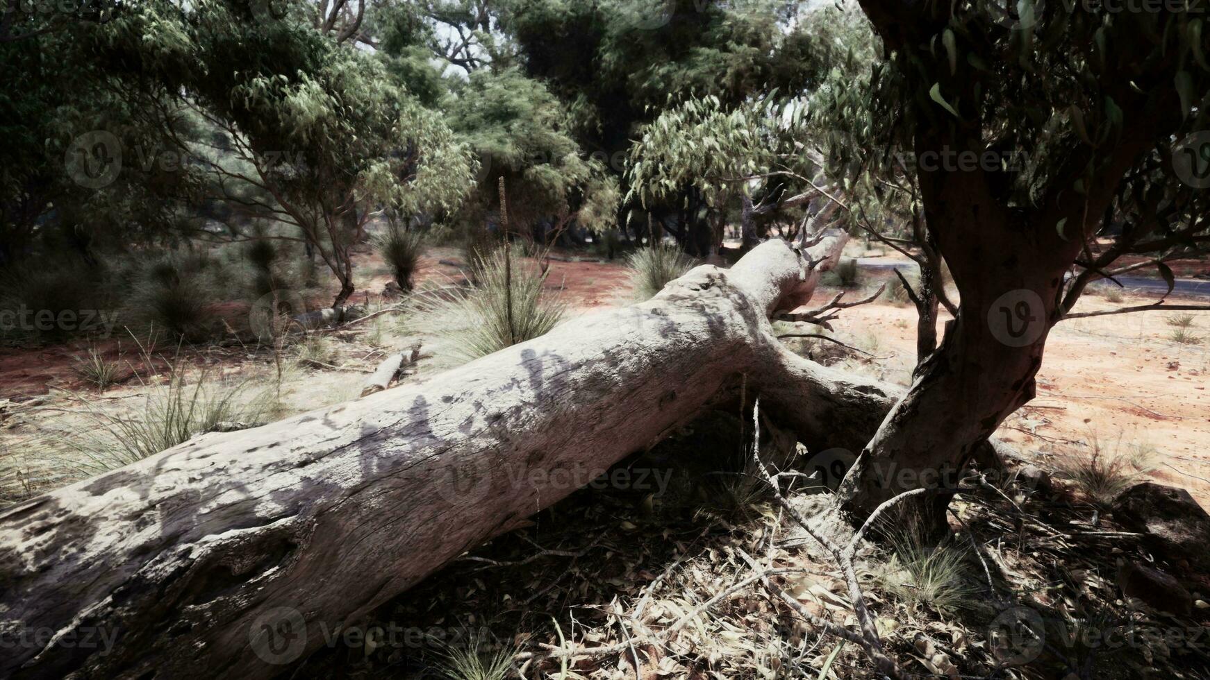 Sud Afrique paysage avec vert des arbres photo