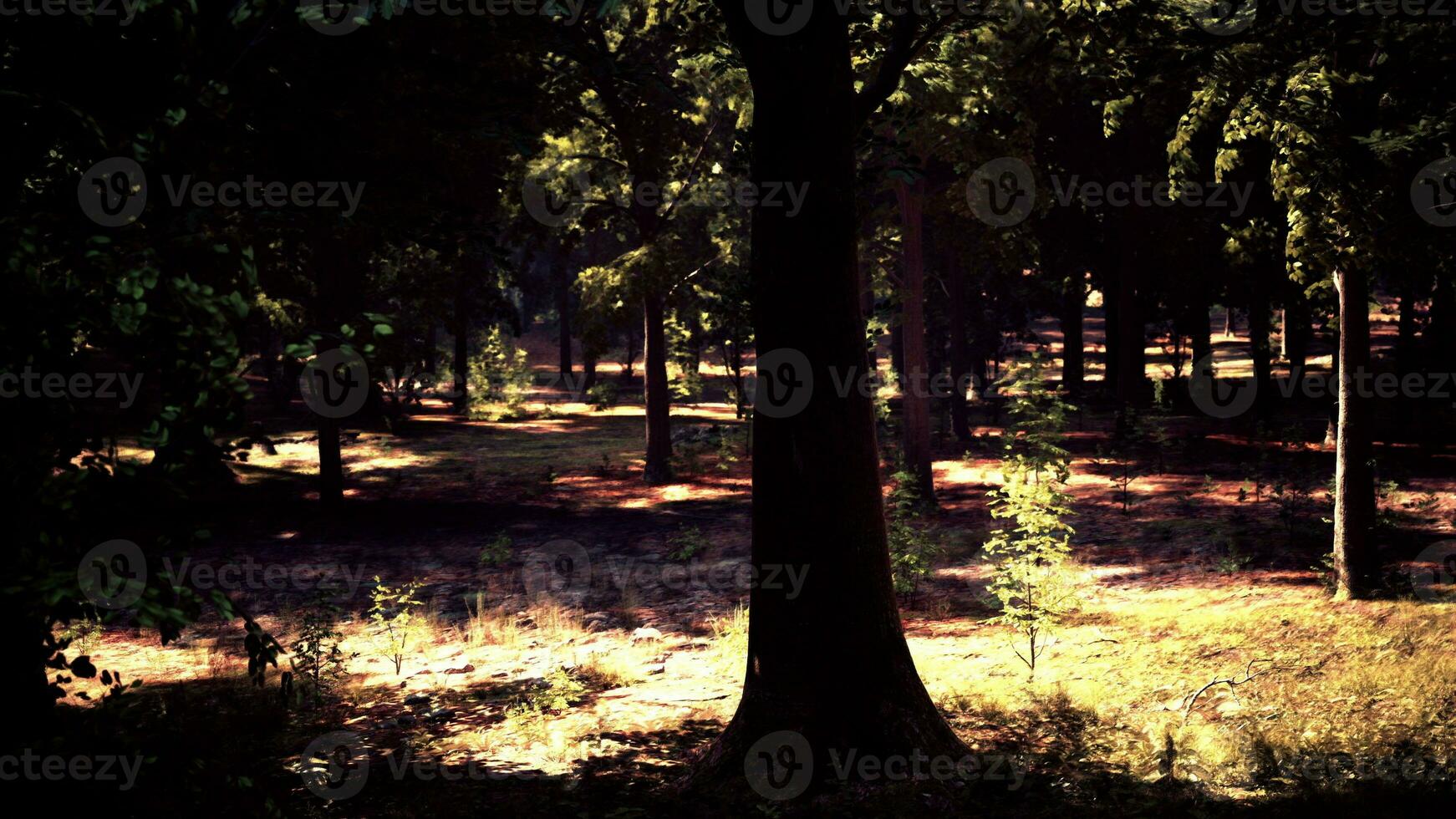 Soleil des rayons diffusion par le luxuriant forêt des arbres photo