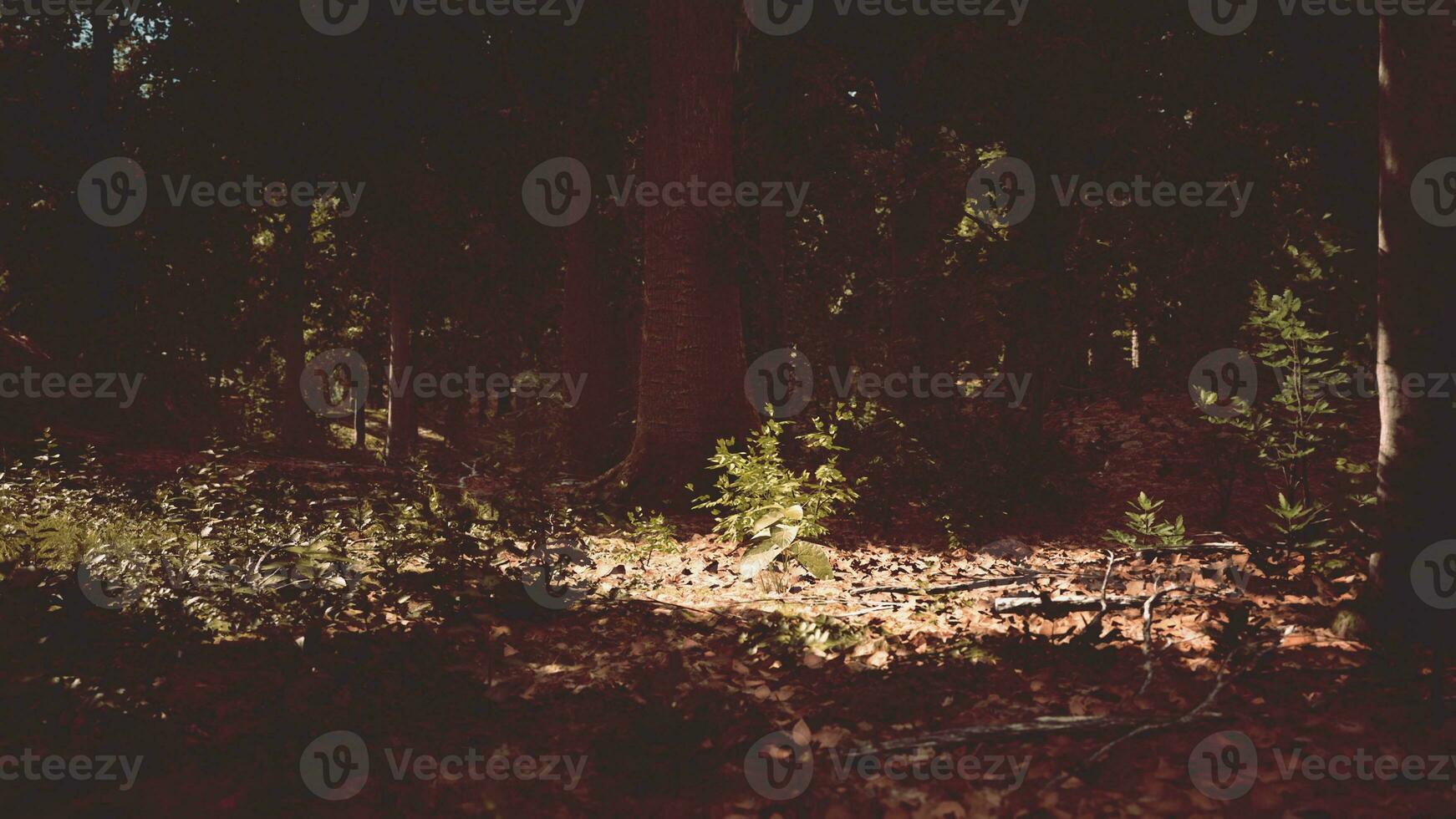 dernière lumière du jour entrant dans la vieille forêt juste après la pluie photo