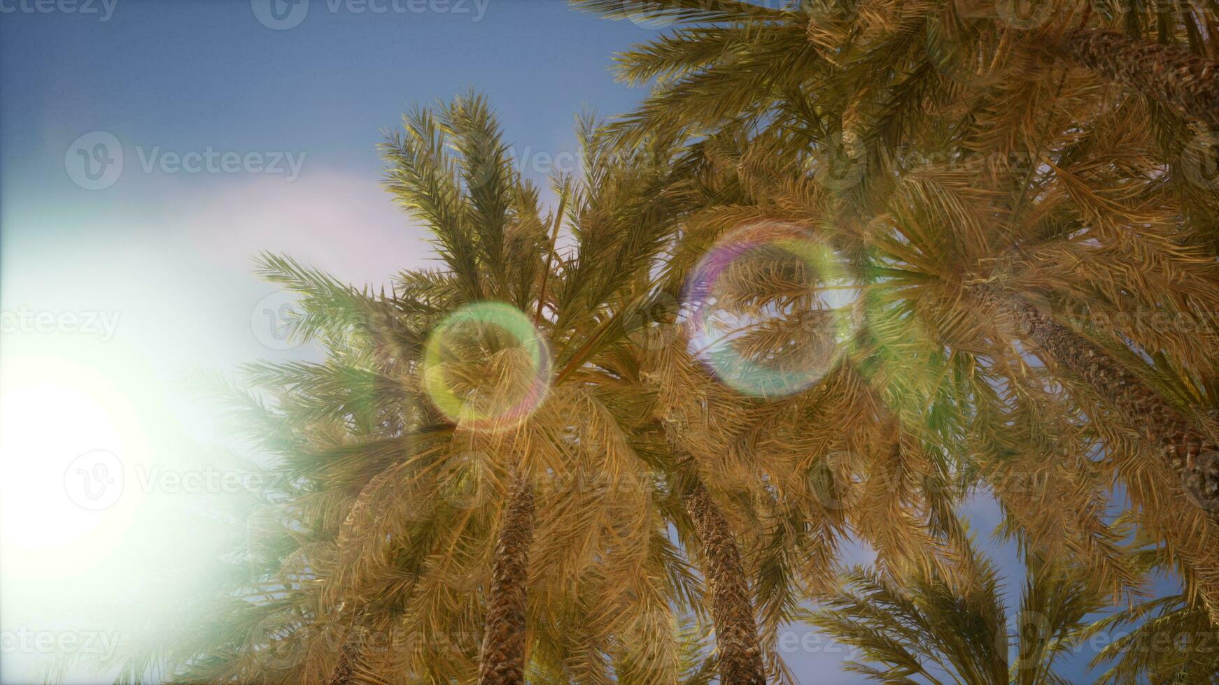 paume des arbres et bleu ciel à tropical côte photo