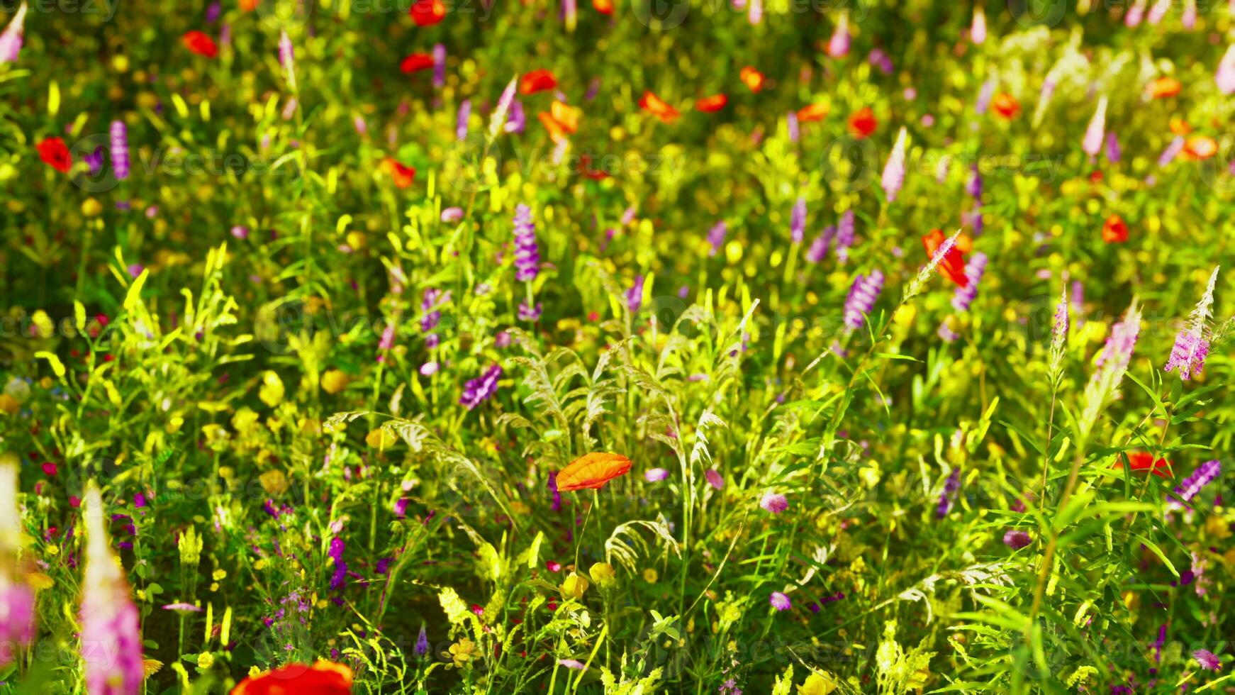 une coloré champ de fleurs sauvages dans plein Floraison photo