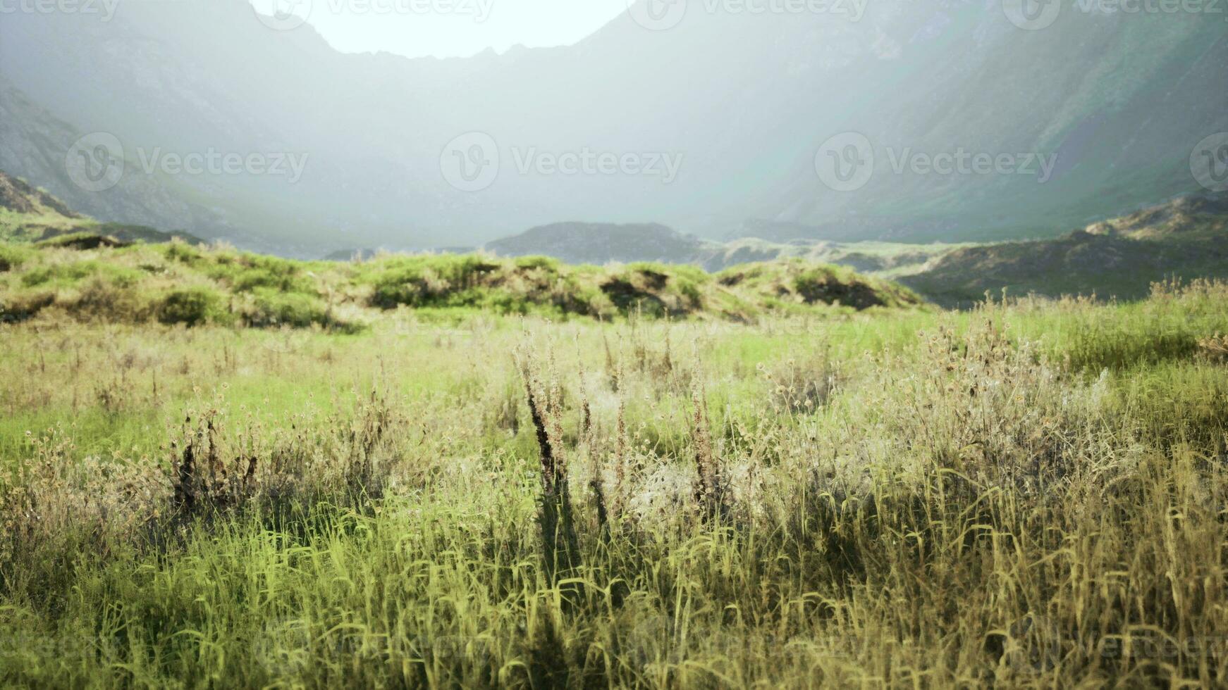 incroyable coup de une rocheux paysage partiellement couvert avec herbe dans une brouillard photo