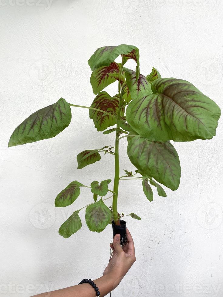 une personne tenant de l'amarante d'épinards chinois fraîchement cultivée à l'aide d'un système hydroponique de la marante à l'aide d'un système hydroponique photo