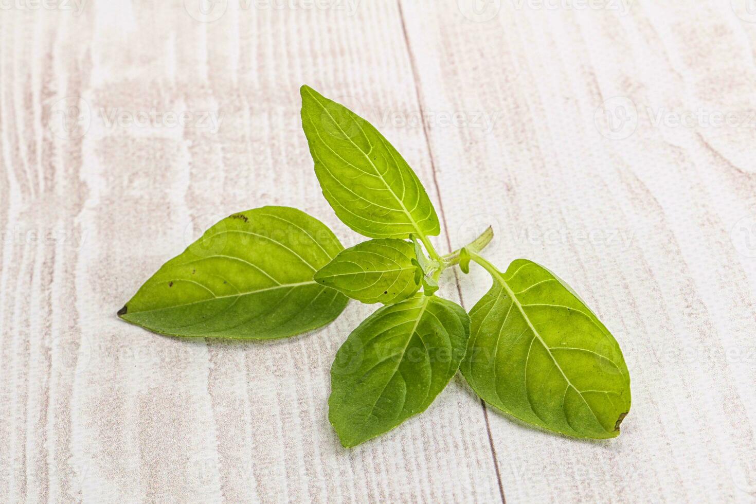 brut vert basilic feuilles assaisonnement photo