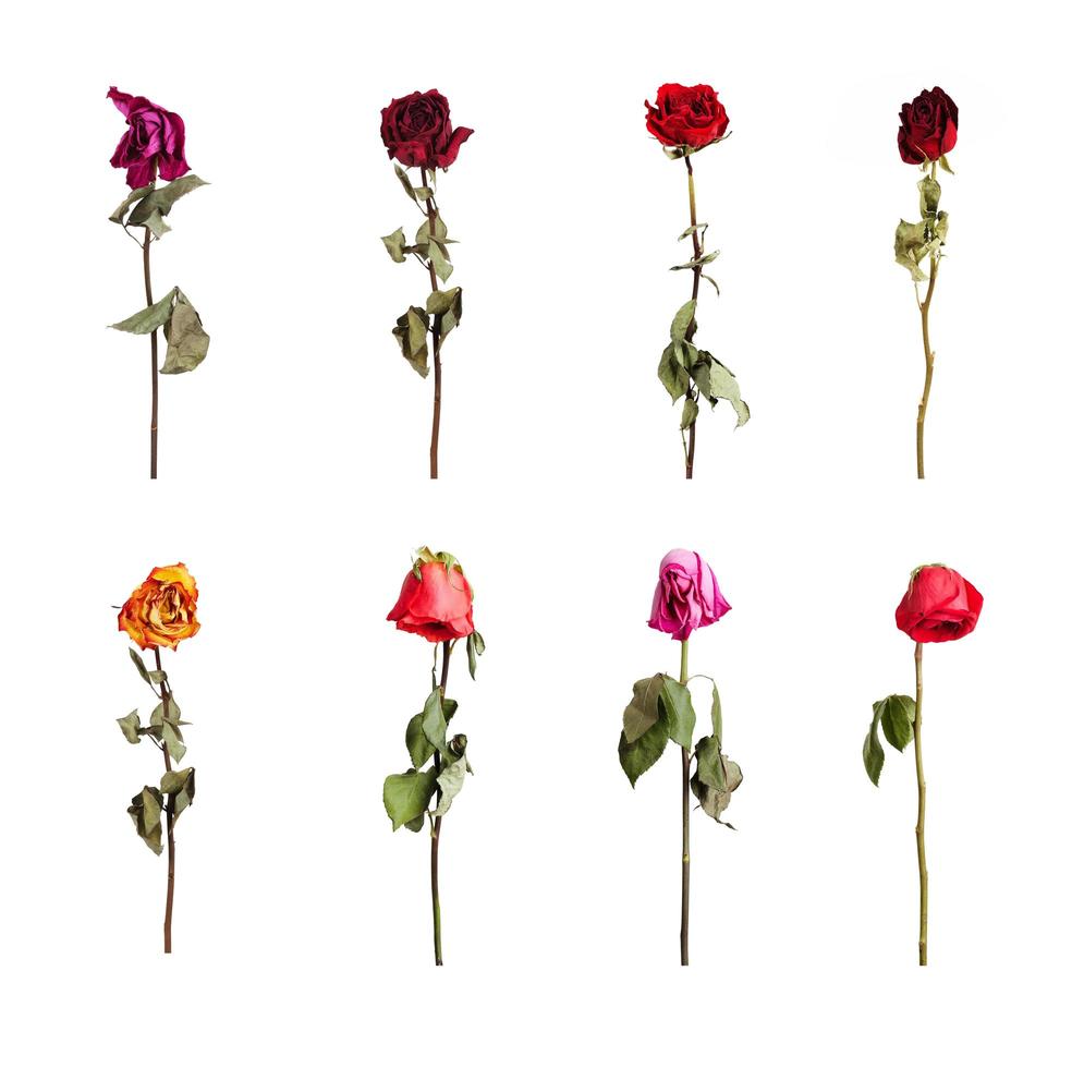 roses séchées de différentes couleurs photo