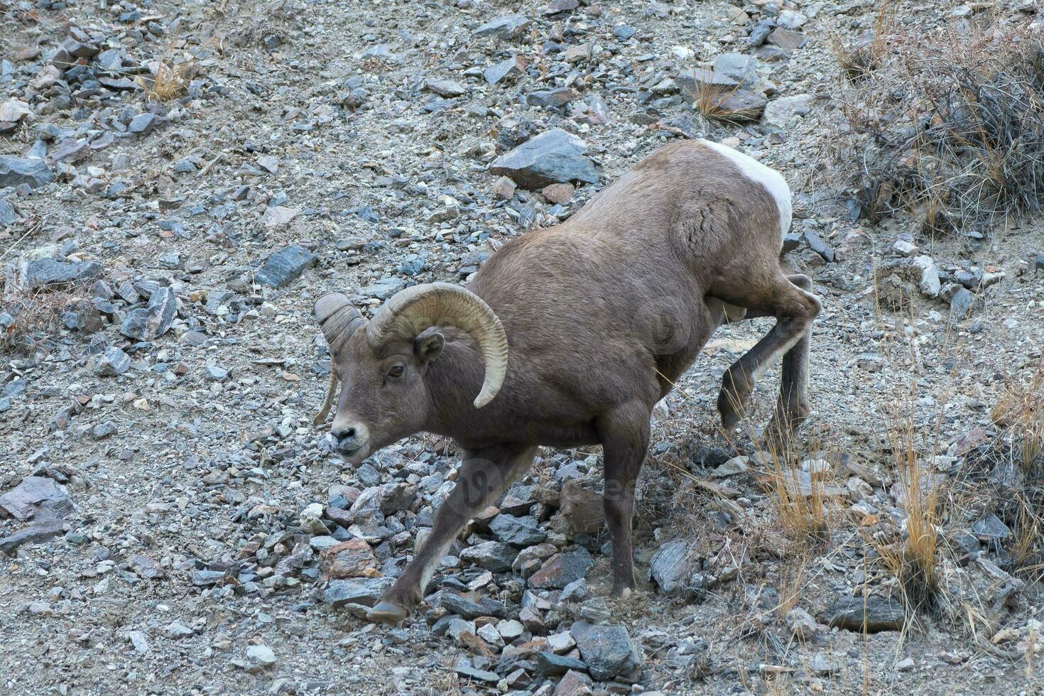 Colorado rocheux Montagne Grosse corne mouton. Grosse corne RAM escalade vers le bas une raide flanc de coteau. photo