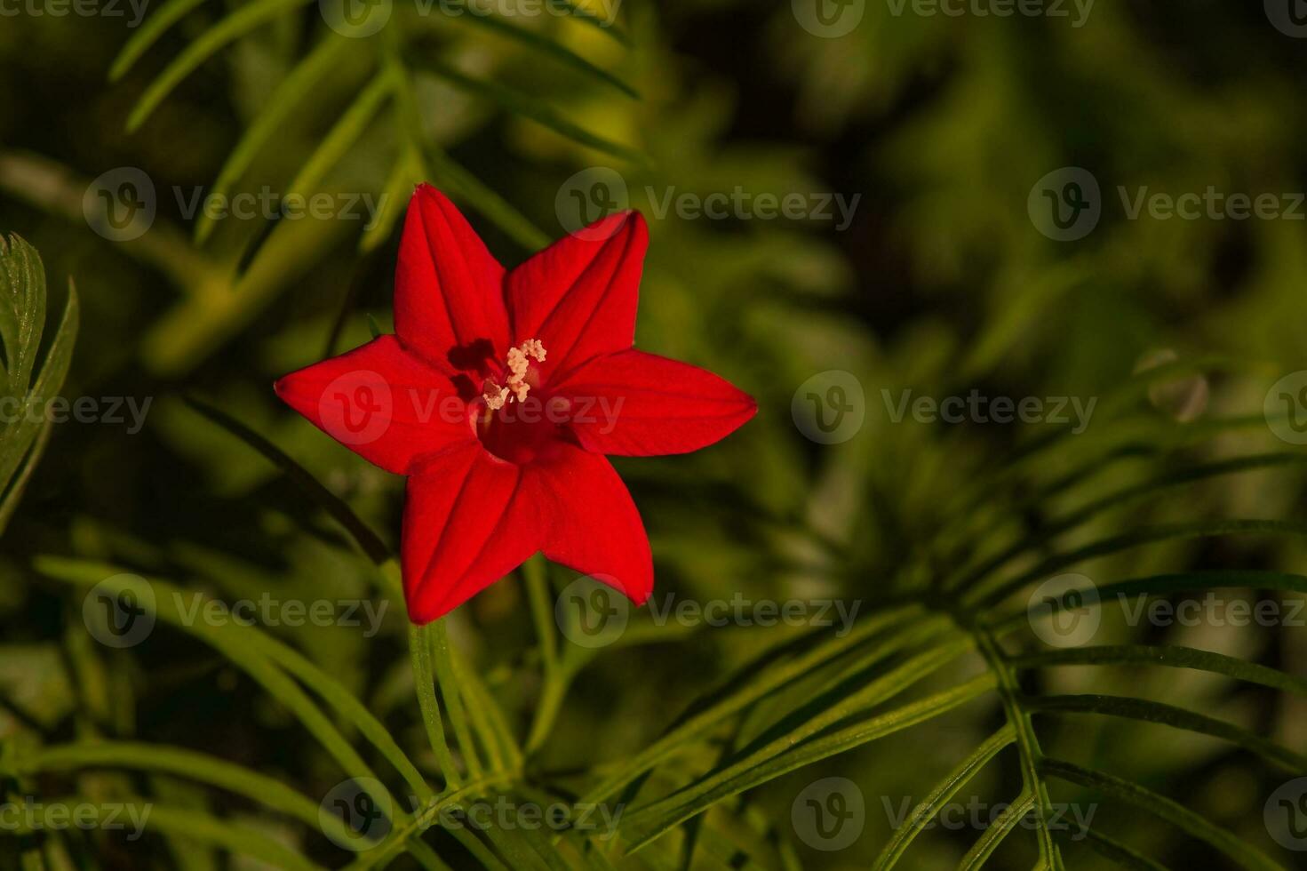 rouge fleur et vert feuilles sur une ensoleillé journée. macro photo de une fleur dans le forme de une étoile.