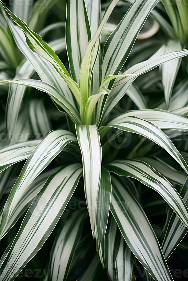 ai généré avant-toits de blanc vert plante chlorophytum comique, commun araignée plante proche en haut Naturel botanique Contexte mis en pot plantes d'intérieur dans serre photo