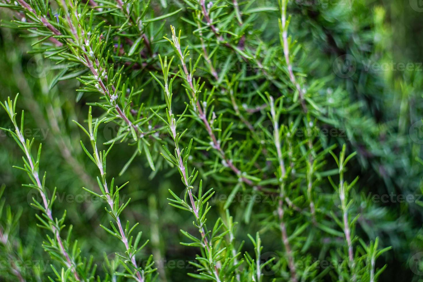 herbe de romarin frais dans le jardin photo