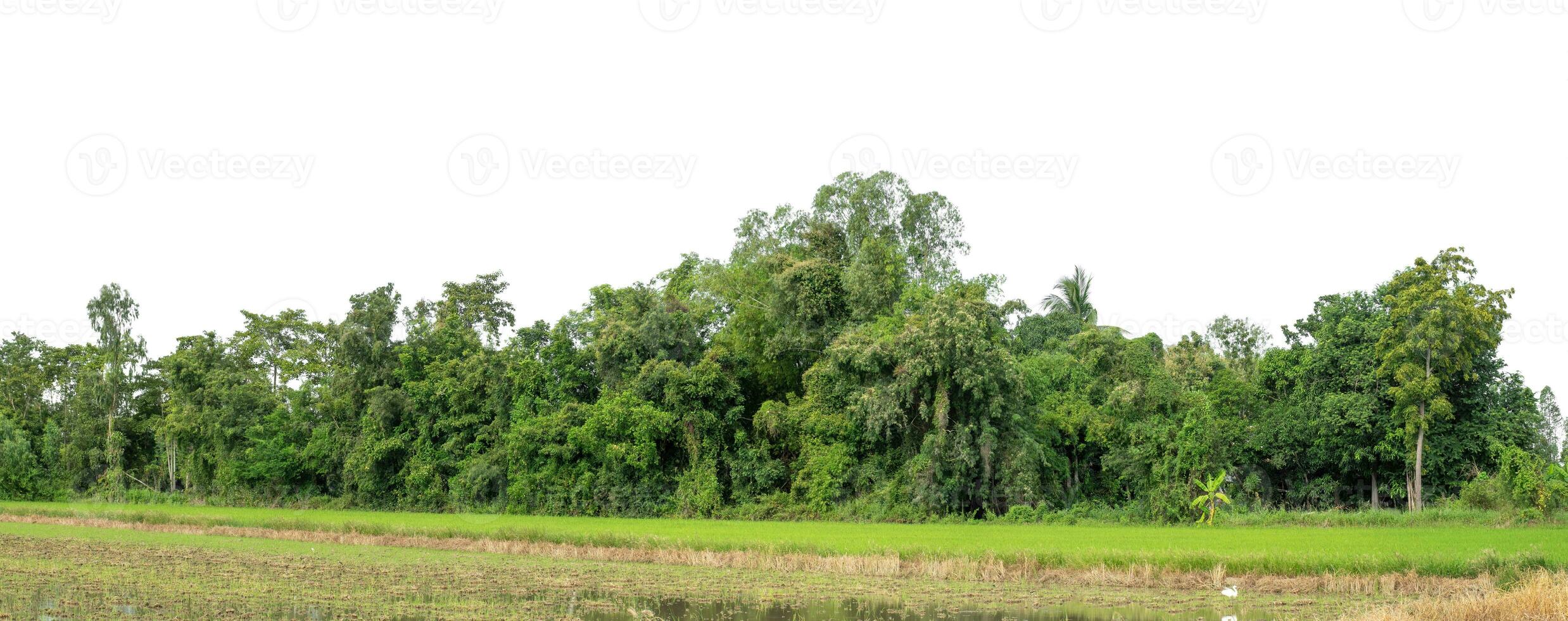 une groupe de riches vert des arbres haute résolution sur blanc Contexte. photo