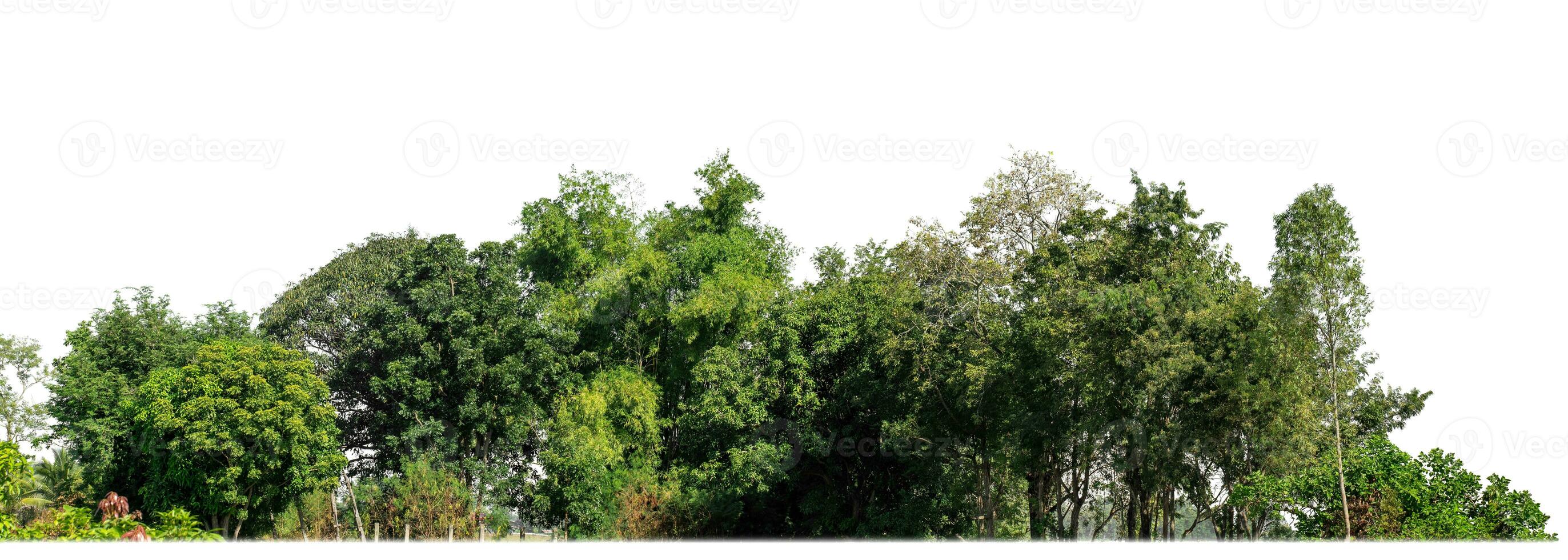 une groupe de riches vert des arbres haute résolution sur blanc Contexte. photo