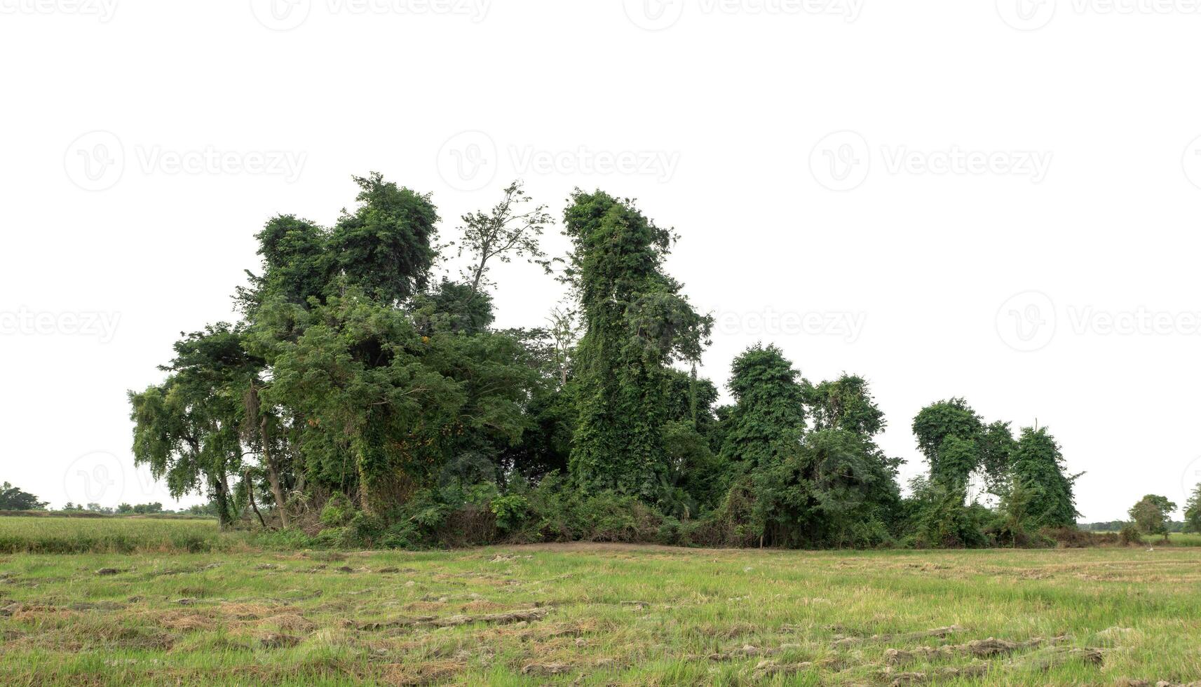 forêt dans été, haute résolution sur blanc Contexte. photo