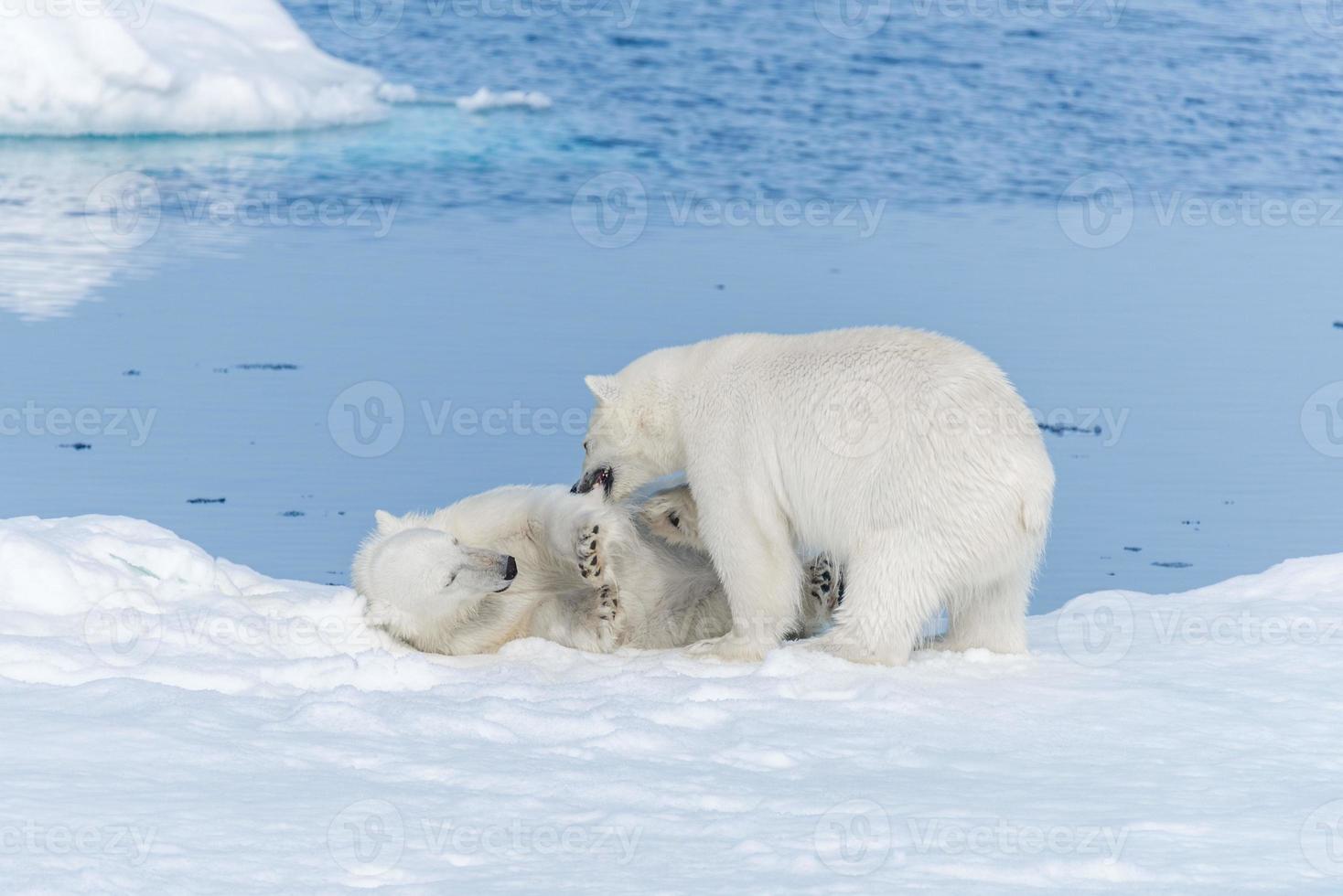 Deux jeunes oursons polaires sauvages jouant sur la banquise dans la mer arctique, au nord du Svalbard photo