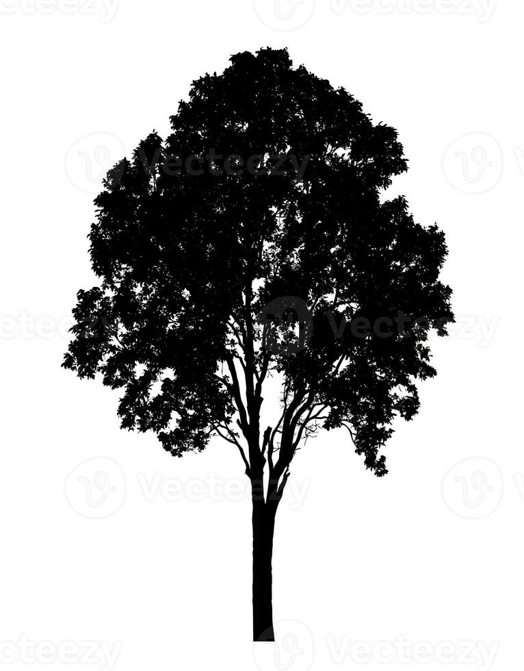 arbre silhouette pour brosse sur blanc Contexte. photo