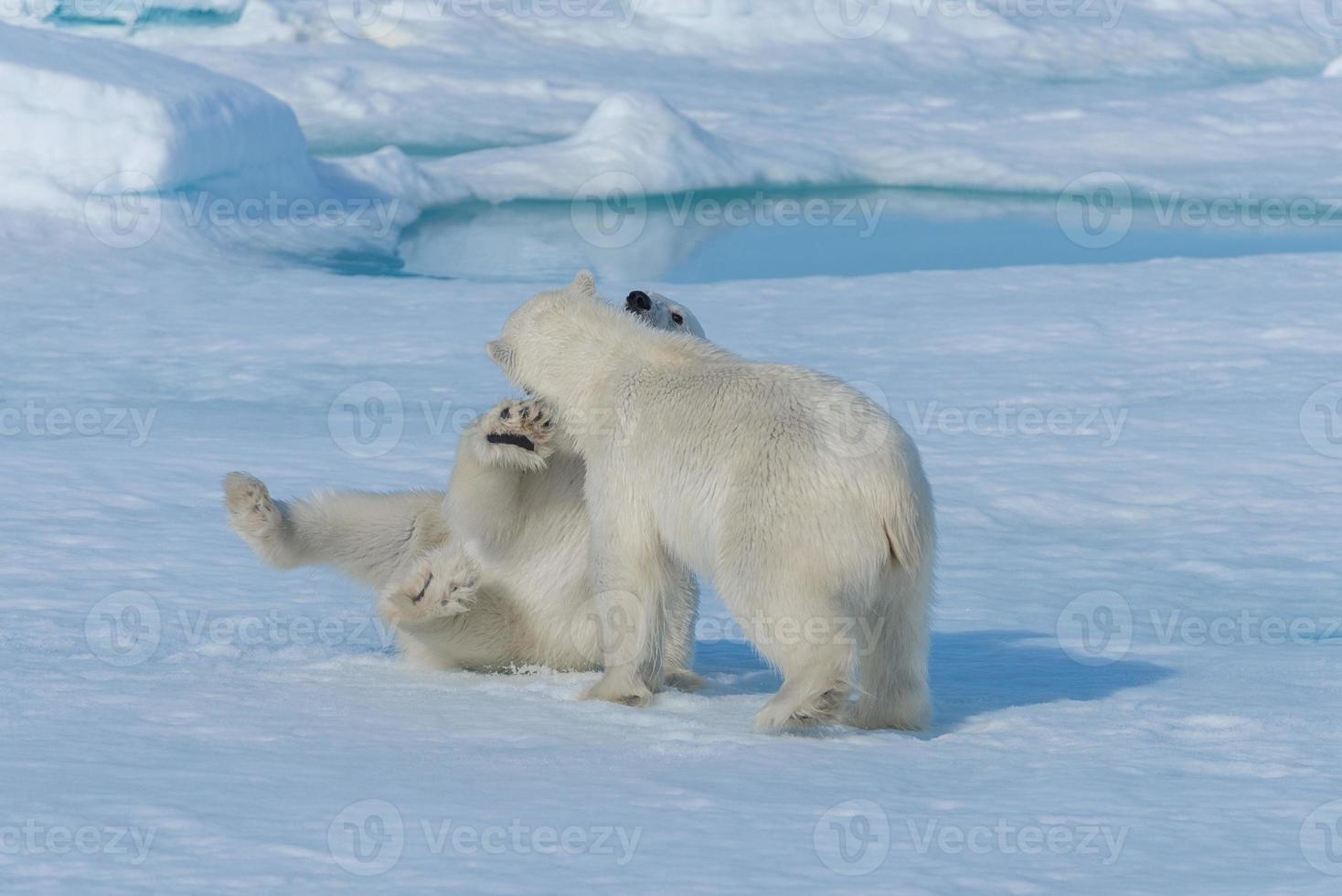 Deux jeunes oursons polaires sauvages jouant sur la banquise dans la mer arctique, au nord du Svalbard photo