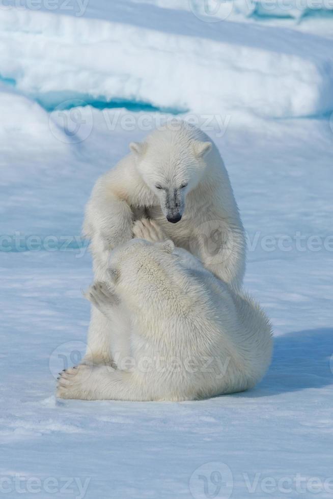 Deux jeunes oursons polaires sauvages jouant sur la banquise dans la mer arctique, au nord du Svalbard photo