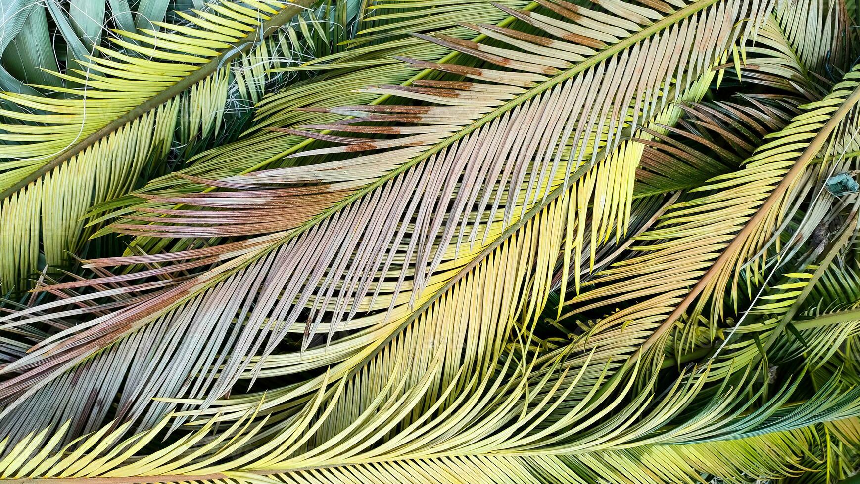 tropical paume feuilles mensonge sur sol création magnifique texturé Contexte. plat poser. photo