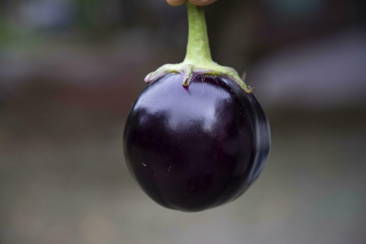 un aubergine avec une peu profond profondeur de champ. sélectif concentrer photo