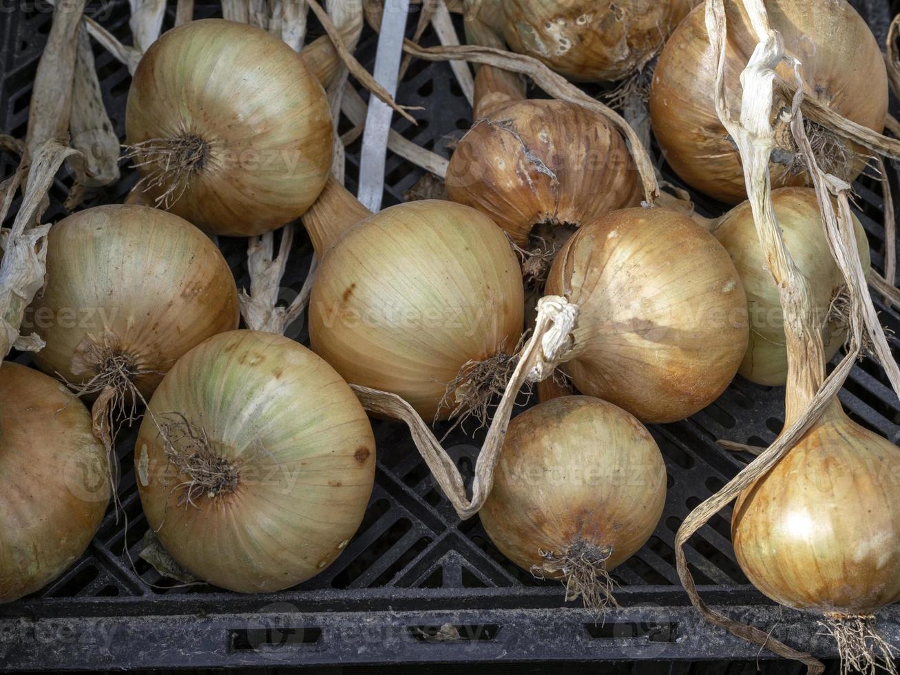 Oignons cultivés à la maison séchant sur une grille photo