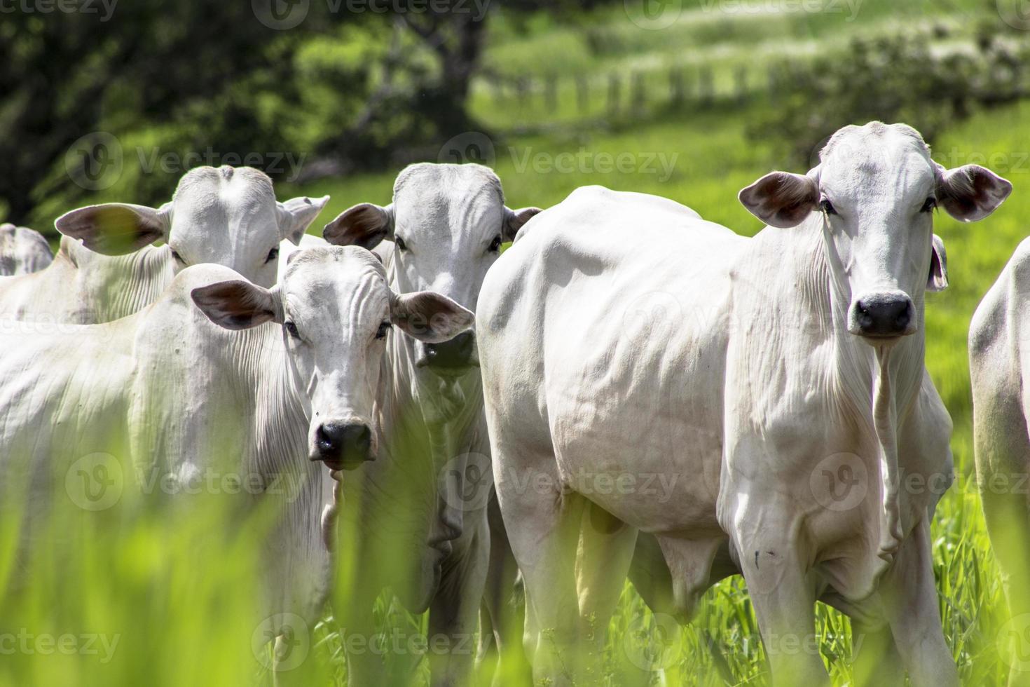 troupeau de bovins nelore paissant dans un pâturage photo