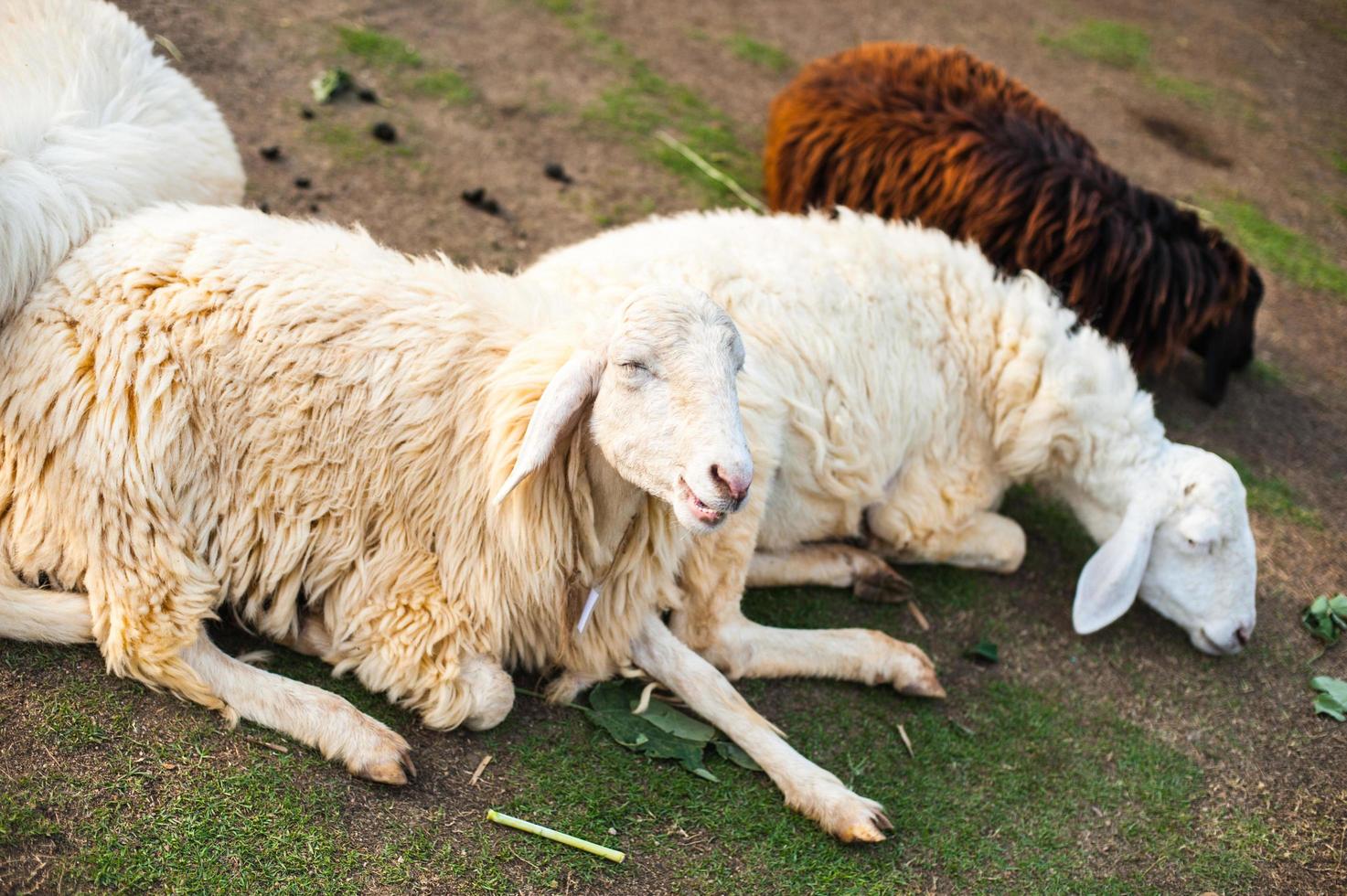 moutons à la ferme photo