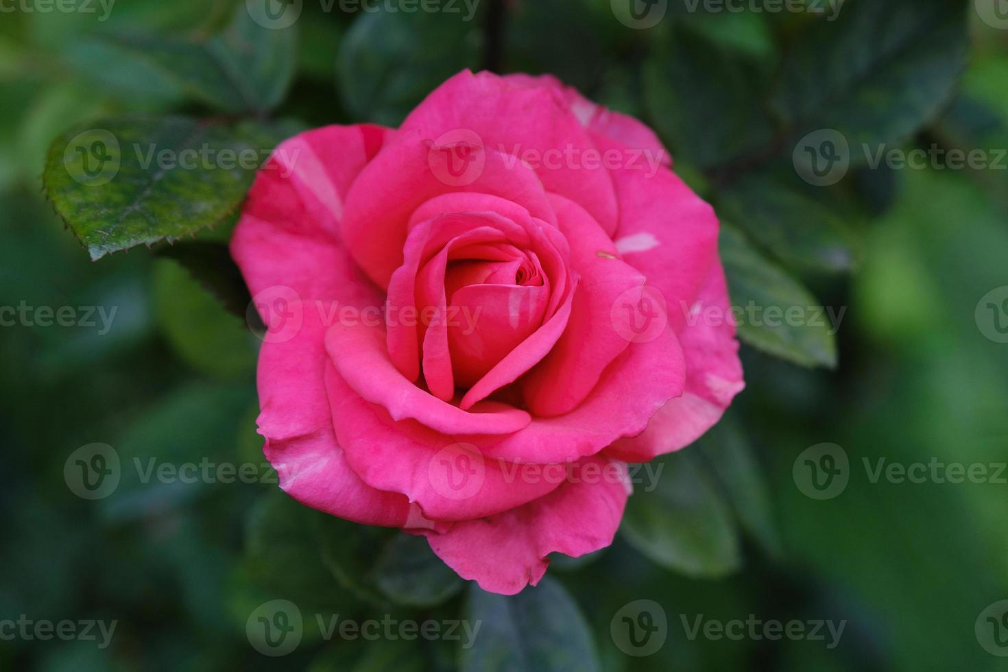 rose rose romantique en gros plan à l'extérieur dans le jardin d'été vert, arrière-plan photo