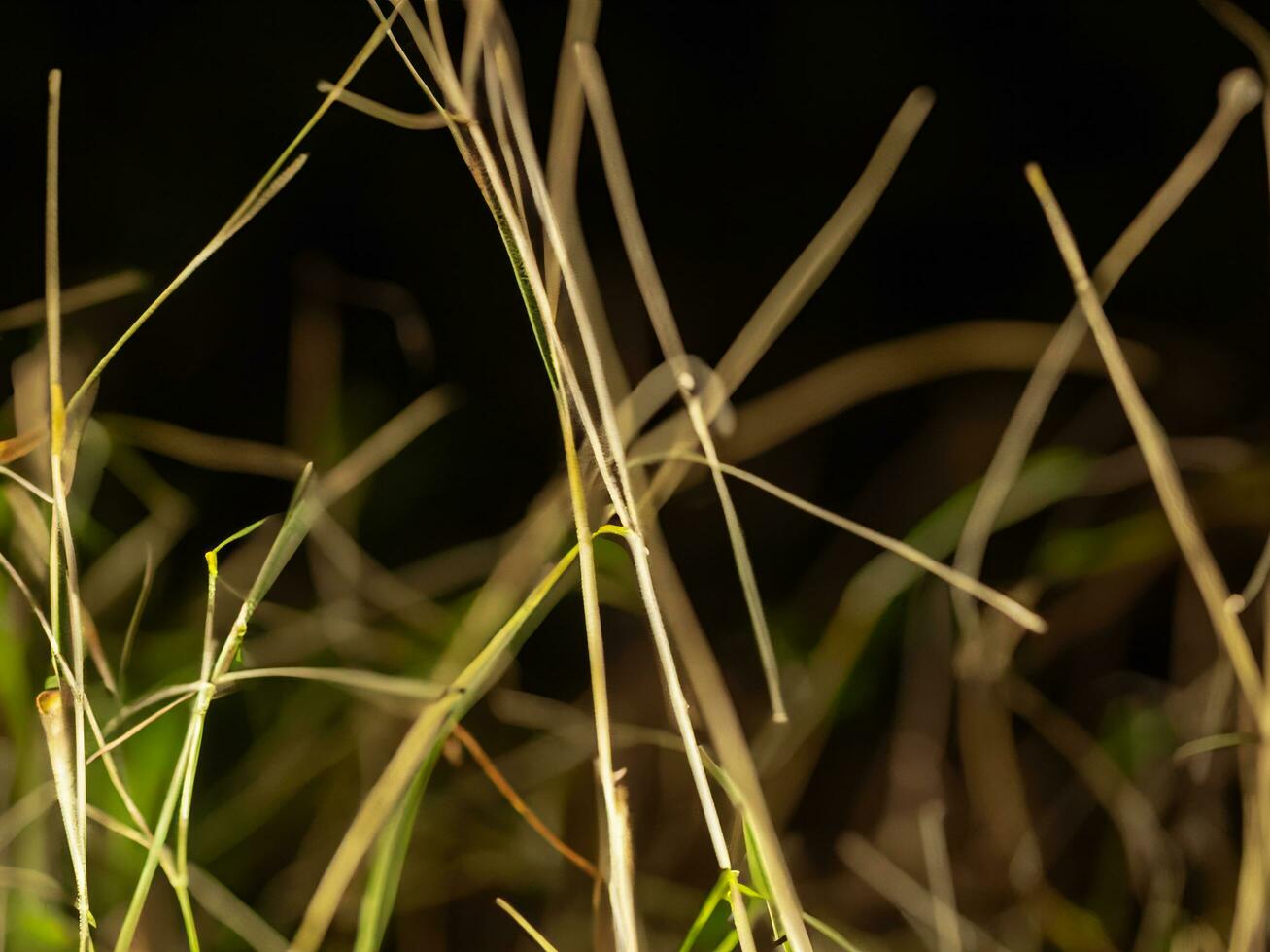sauvage herbe dans le paysage avec peu profondeur de champ ai génératif photo
