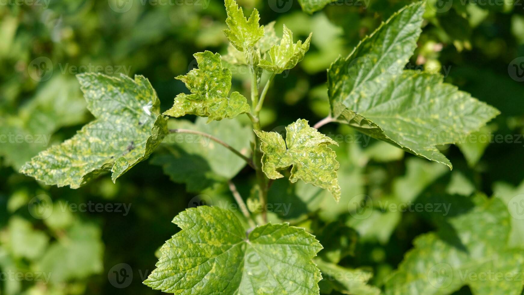 groseille feuilles endommagé par fongique maladies ou insecte nuisibles. carence ou excès de éléments et microéléments de plante nutrition, maladie. photo