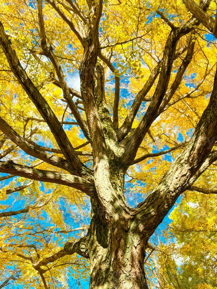 haute angle vue de ginkgo arbre avec plein de Jaune feuilles sur le branches photo