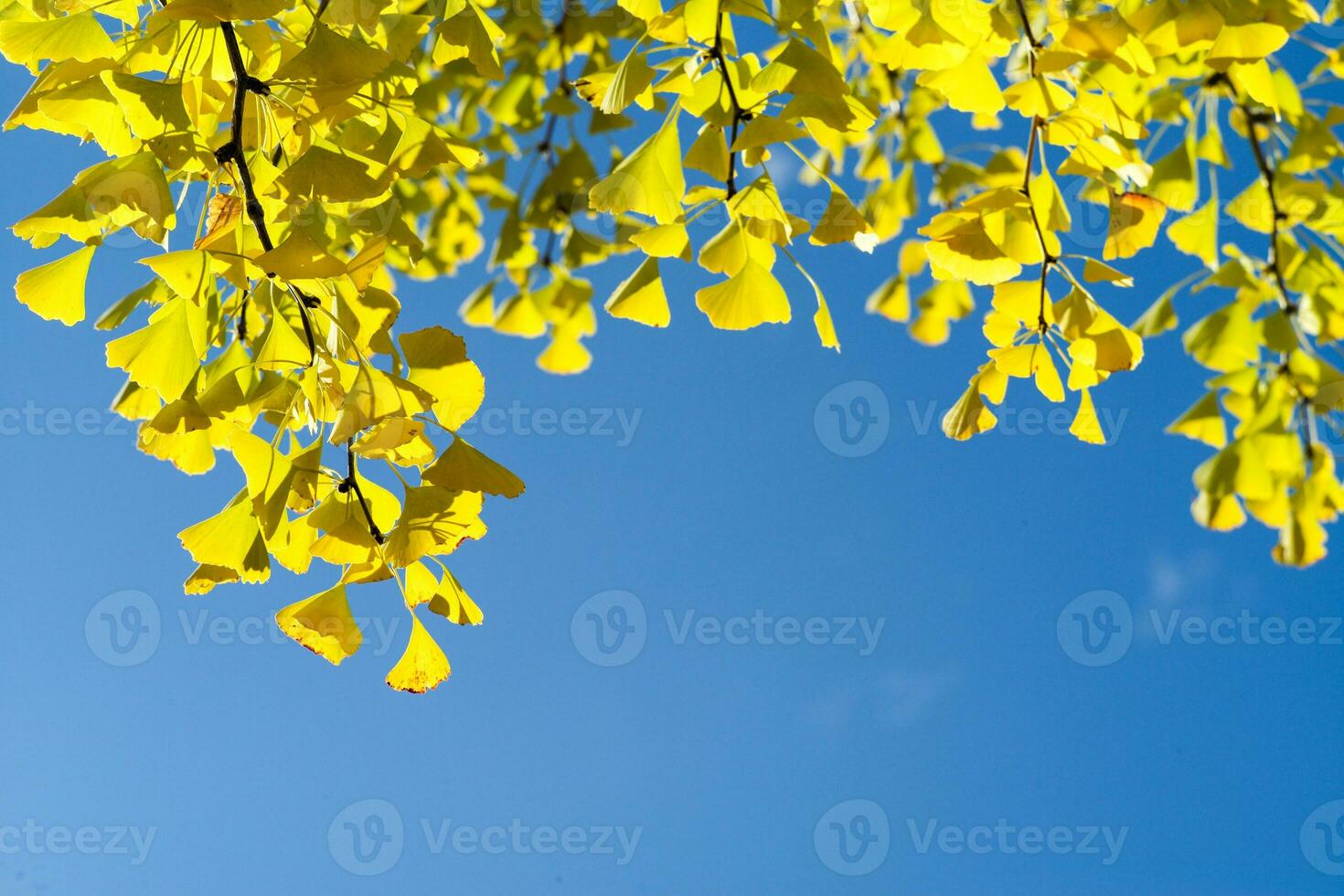 haute angle vue fermer Jaune ginkgo feuilles sur le branches isolé sur le bleu ciel Contexte photo