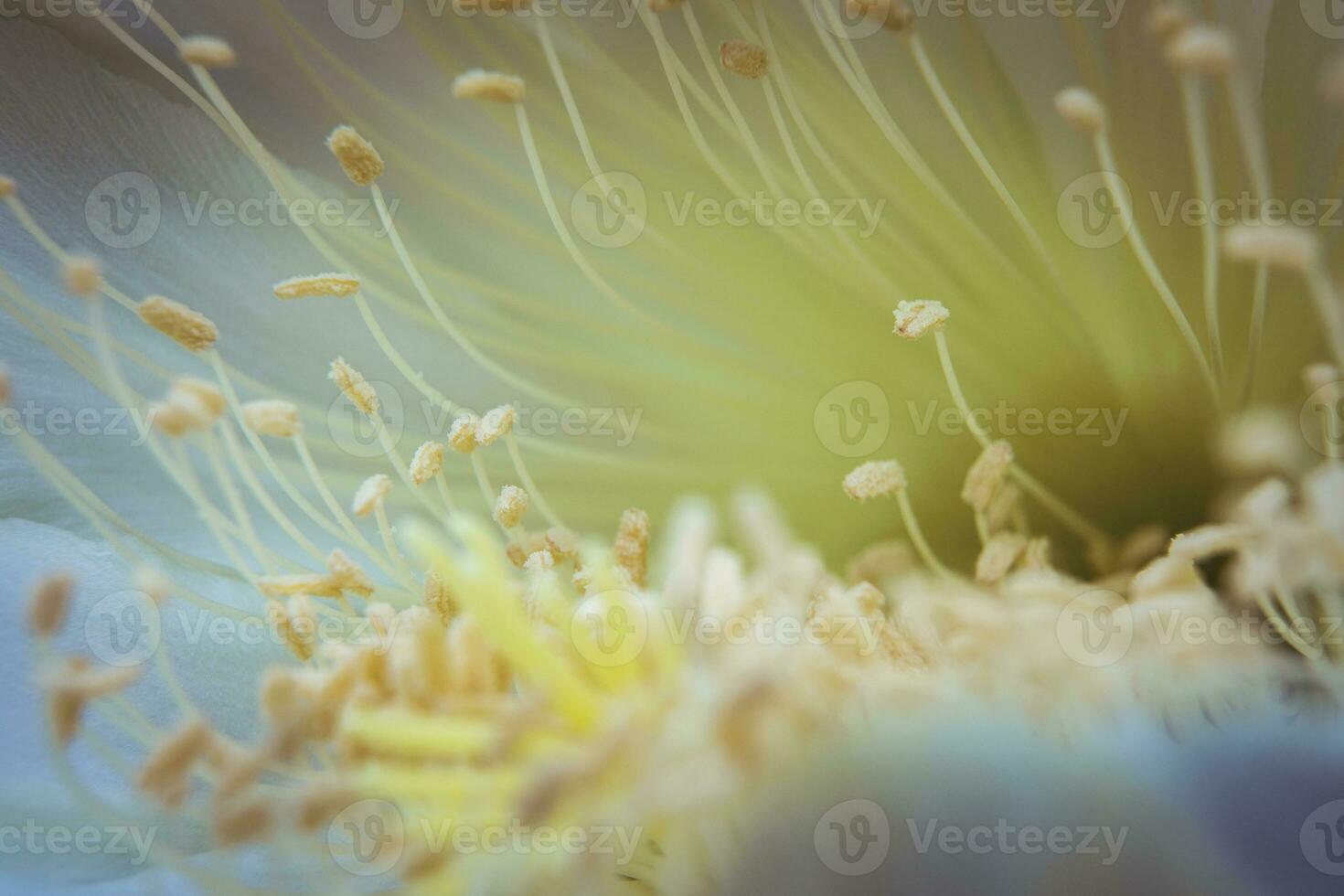 proche en haut opuntia cactus fleur épanouissement photo