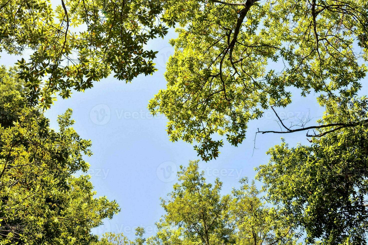 une vue de le ciel par le canopée de des arbres photo