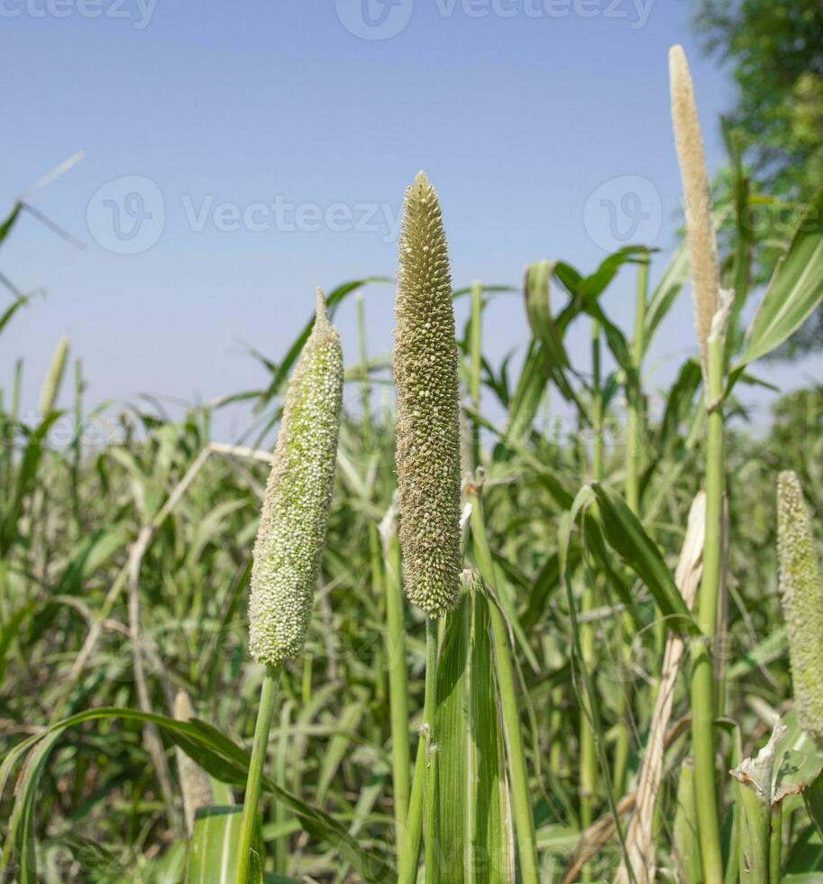 perle Millet champ dans Rajasthan Inde photo