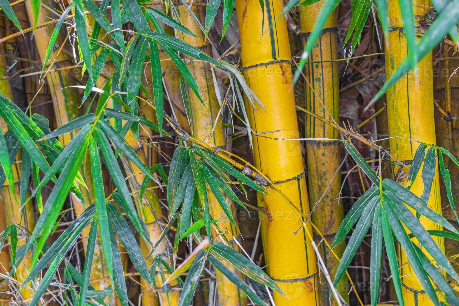 arbres de bambou vert jaune forêt tropicale san jose costa rica. photo