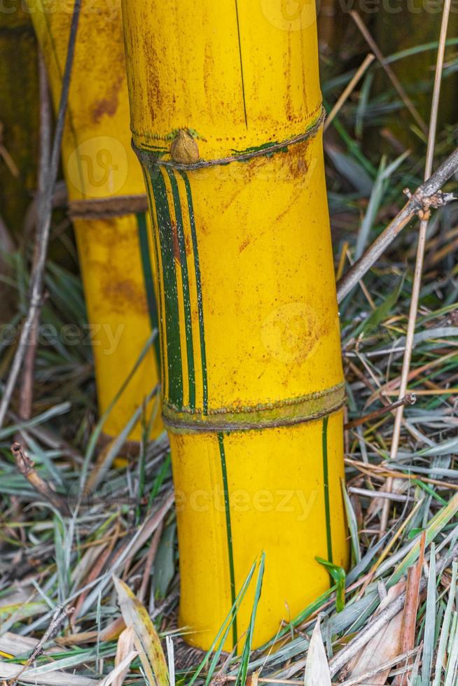 arbres de bambou vert jaune forêt tropicale san jose costa rica. photo