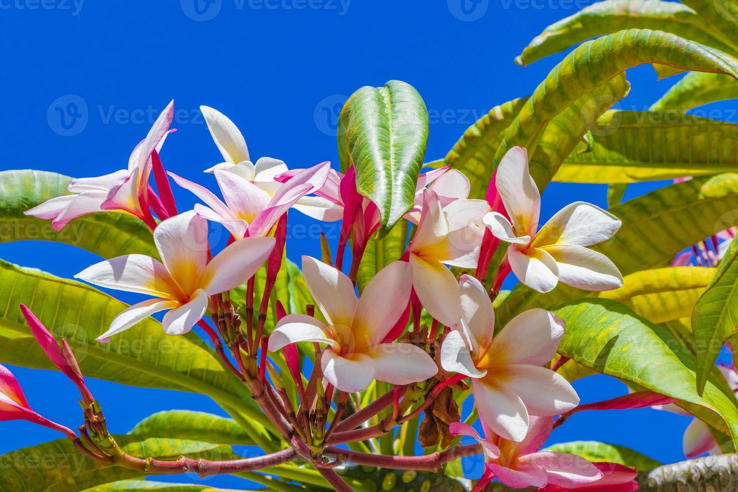 fleurs de plumeria roses et jaunes avec ciel bleu au mexique. photo