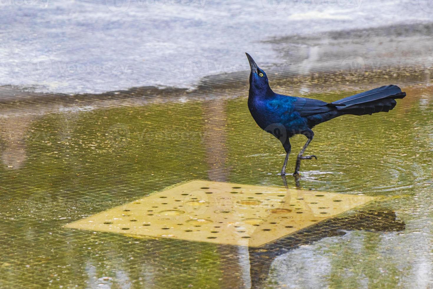 Quiscale bronzé à grande queue oiseau mâle eau potable parc de la ville de mexique. photo