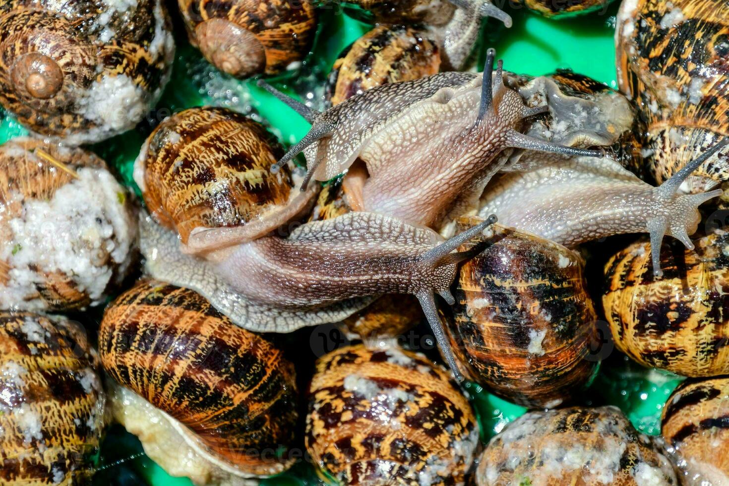 escargots sont dans une vert récipient photo