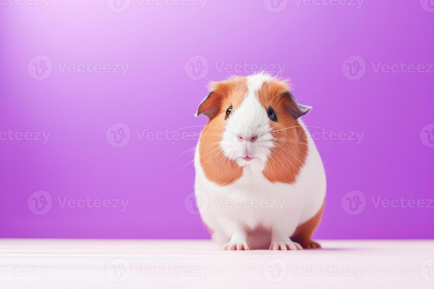 ai généré mignonne Guinée porc sur blanc surface avec violet Contexte photo