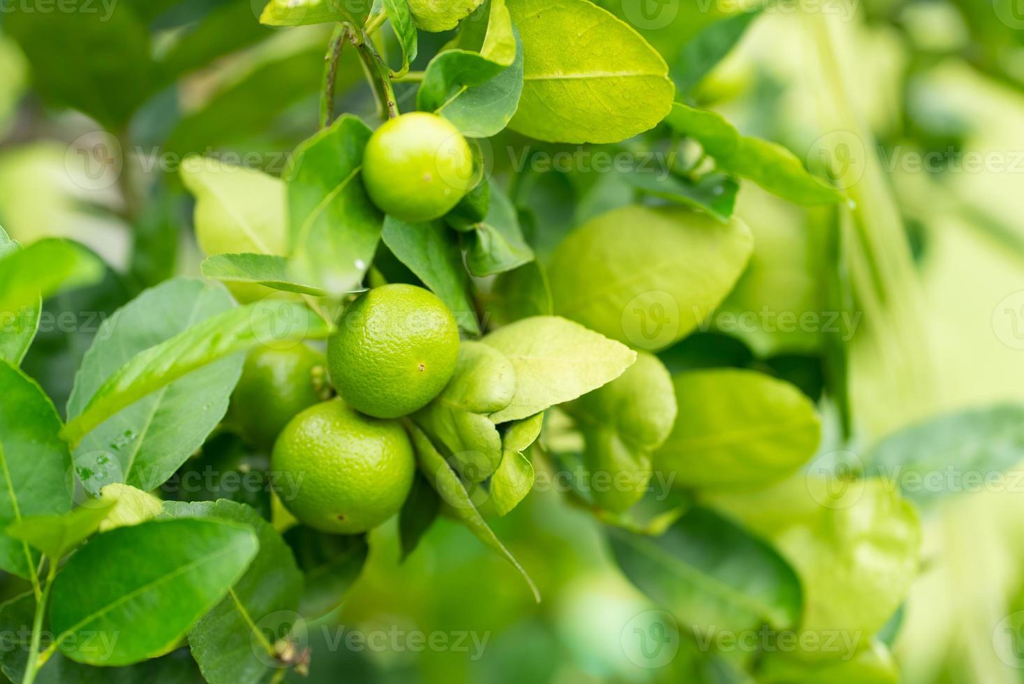 Fruits de citron vert mûrs frais accrochés à l'arbre dans la ferme photo