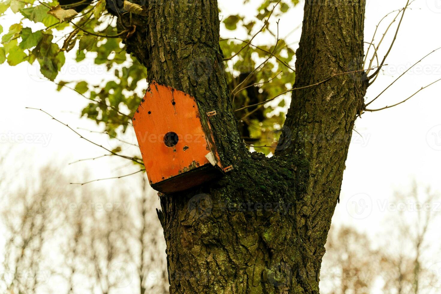 vibrant rouge nichoir pendaison de une luxuriant arbre branche dans le jardin photo