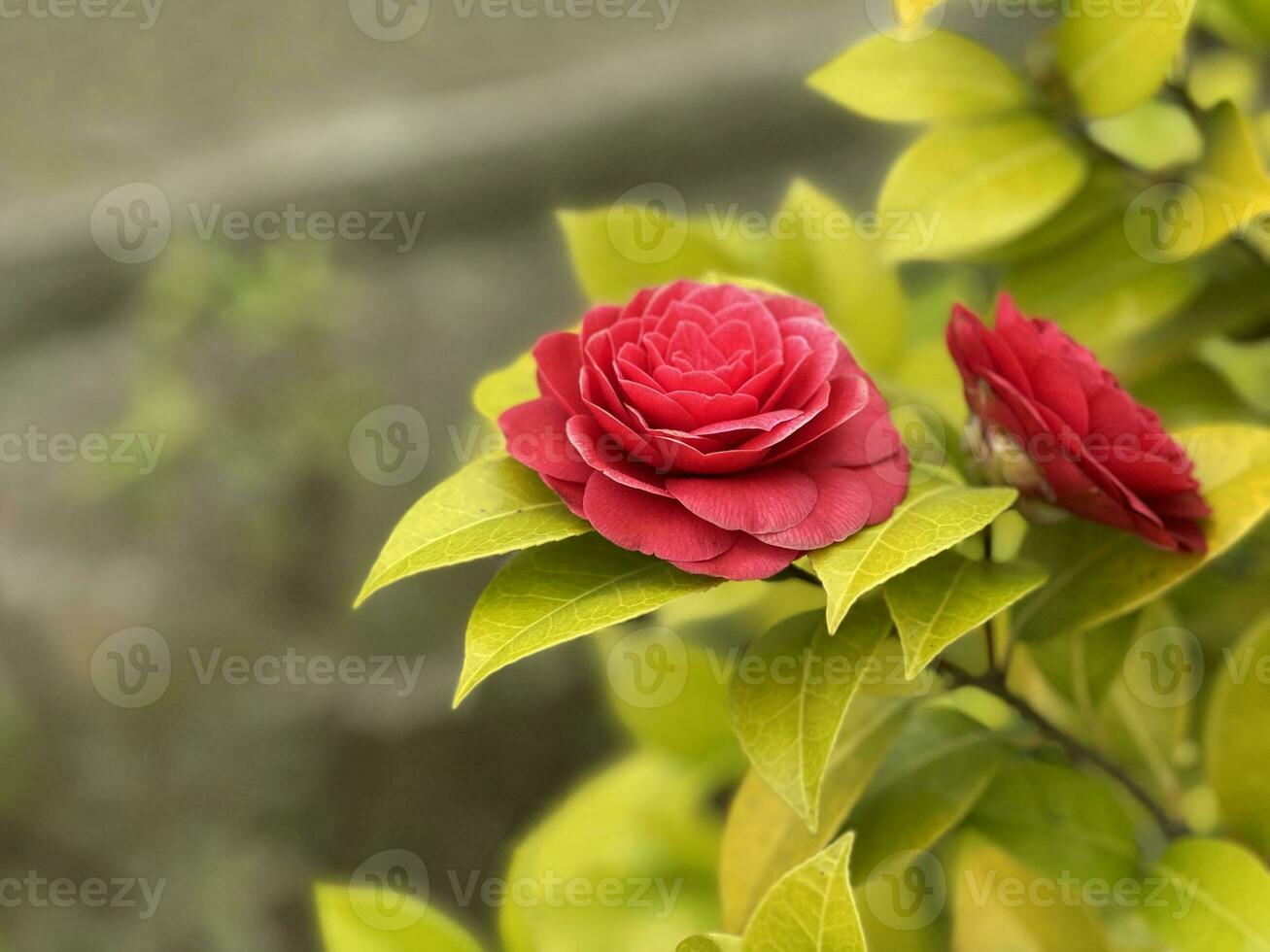 magnifique rouge des roses ou camélia japonica dans le jardin photo