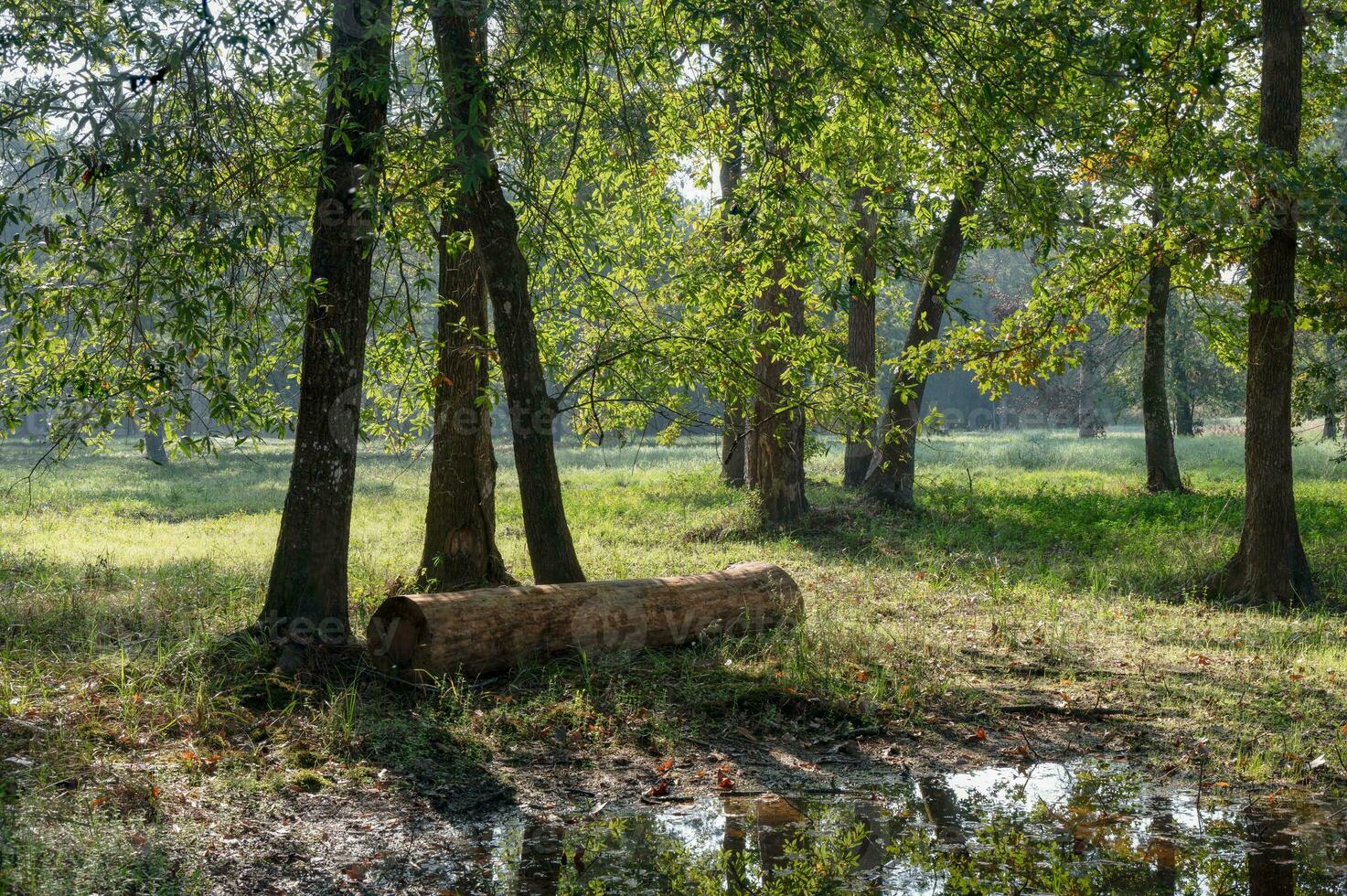 une grand Journal repose en dessous de des arbres dans un ouvert des bois, fournir une endroit à repos. photo