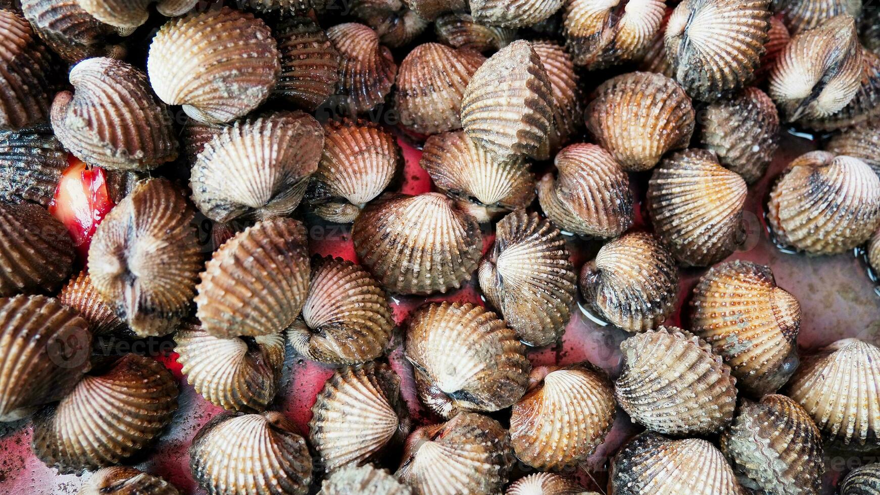 beaucoup de coques sur le marché du frais aux fruits de mer photo