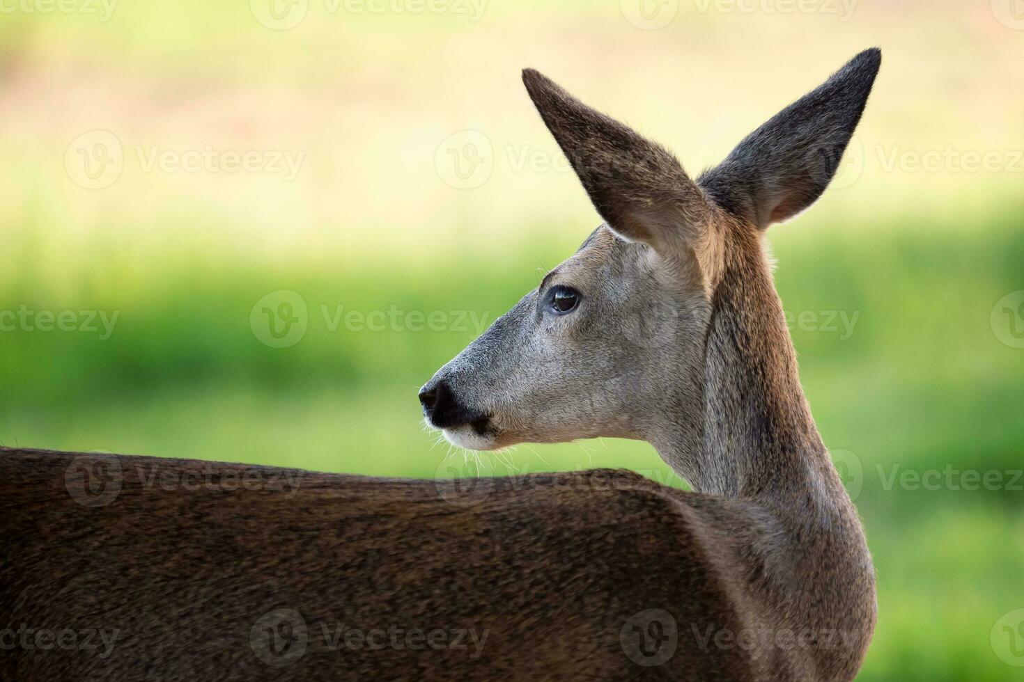 chevreuil cerf, capreolus capréole. sauvage chevreuil cerf dans la nature photo